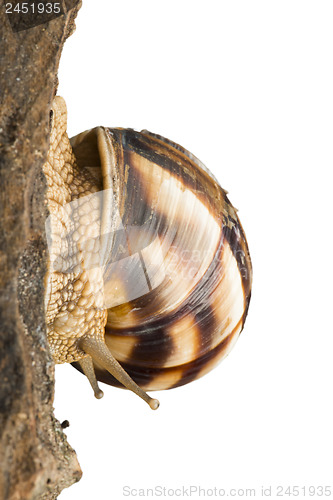 Image of White isolated snail