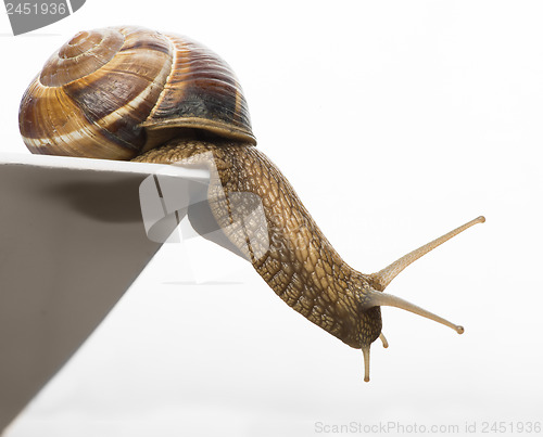 Image of White isolated snail