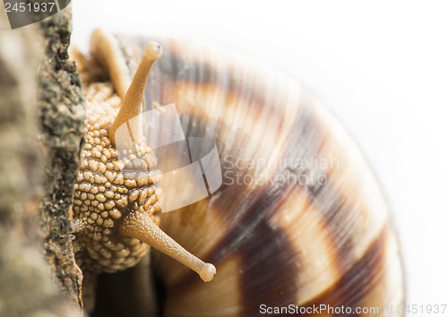 Image of White isolated snail