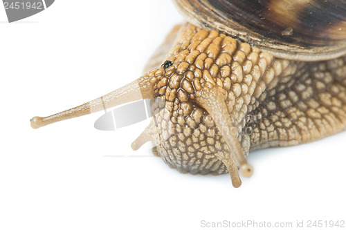 Image of White isolated snail