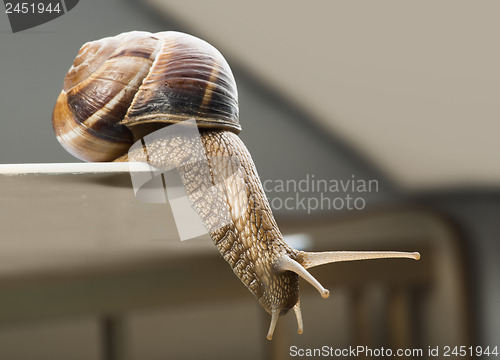 Image of Snail