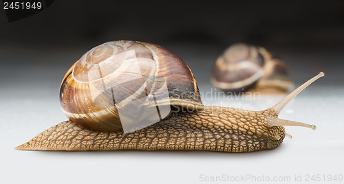 Image of Snail