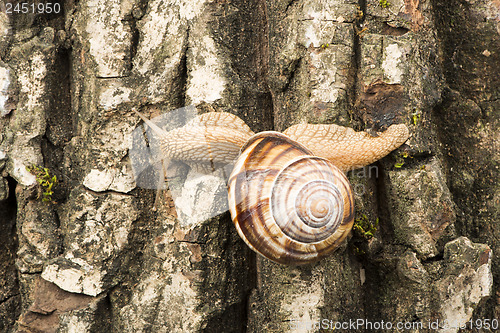 Image of Snail on tree bark