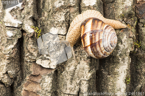 Image of Snail on tree bark