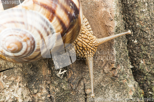 Image of Snail on tree bark