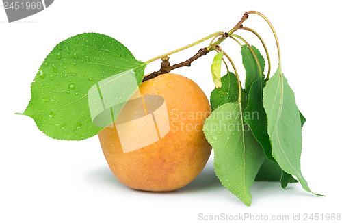 Image of Apricots and leaf white isolated