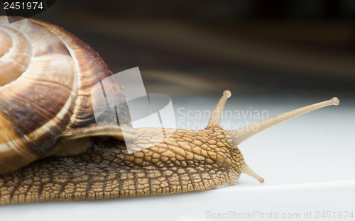 Image of Snail