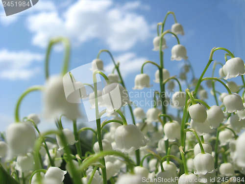 Image of Bouquet of lilies of the valley and blue flowers