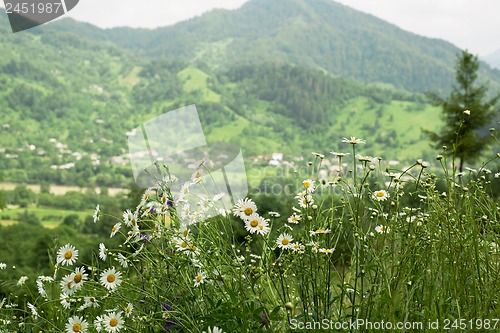 Image of field of camomiles