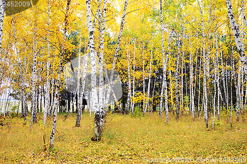 Image of autumn forest
