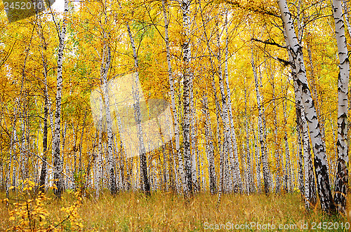 Image of autumn forest
