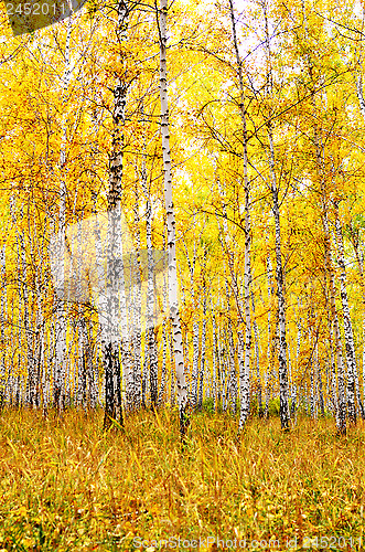 Image of autumn forest