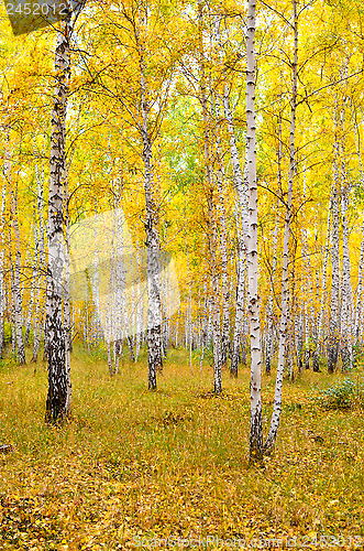 Image of autumn forest
