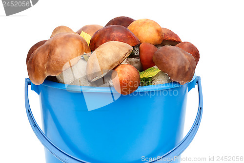 Image of Mushrooms, aspen mushrooms, white, boletus in the bucket on a wh