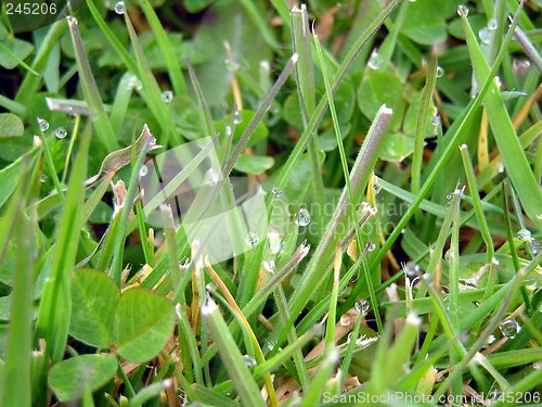 Image of Dew in Grass