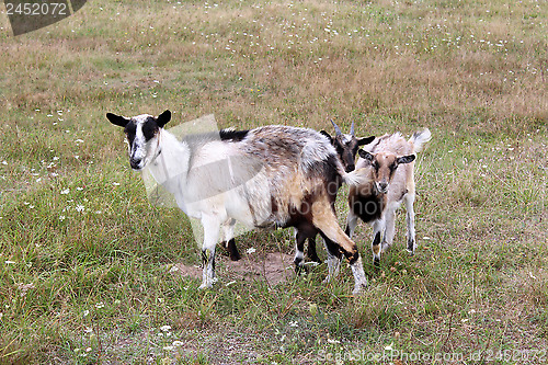 Image of Goat and kid on a pasture