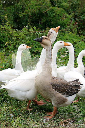 Image of Flight of white geese on a meadow