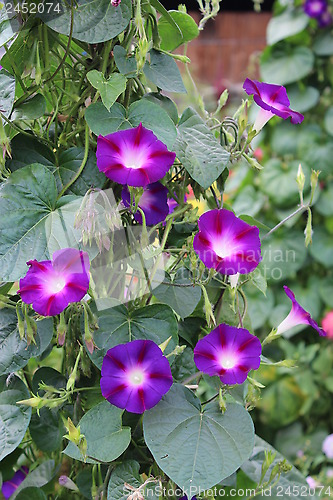 Image of beautiful flower of ipomoea