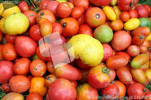 Image of harvest of red and yellow tomato