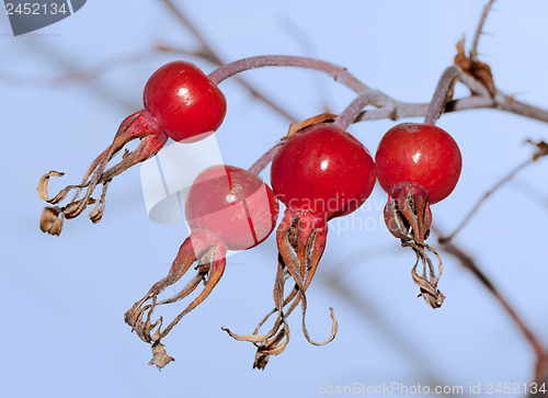 Image of wild rose hips (Rósa)