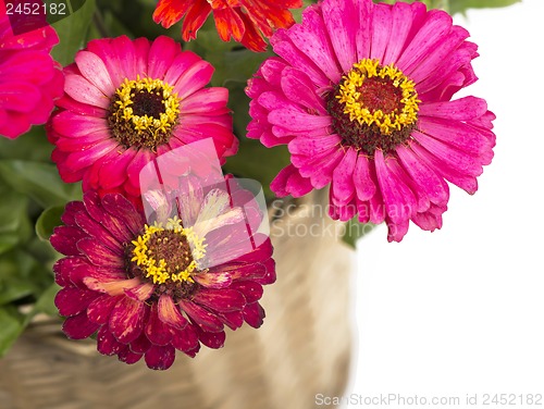 Image of Beautiful flowers in a basket isolated on white