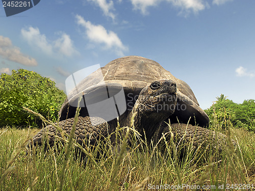 Image of Seychelles Giant tortoise