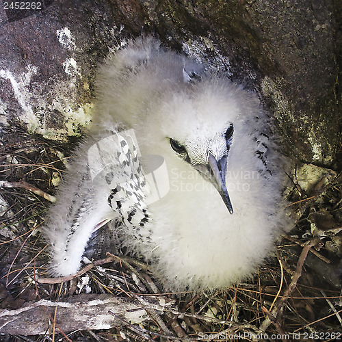 Image of Fluffy chick