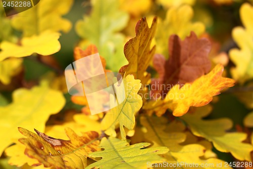 Image of Yellow oak leaves