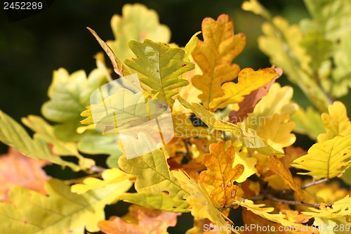 Image of Beautiful yellow leaves of oak