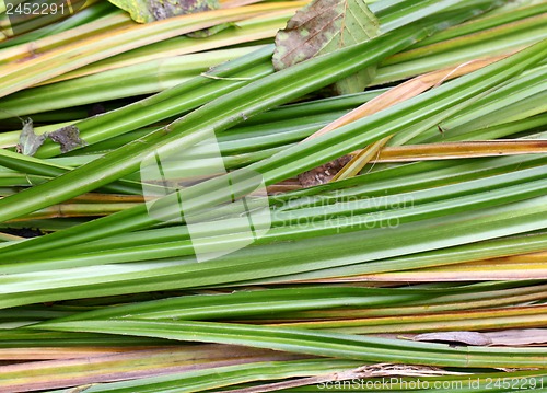 Image of The river sedge grass