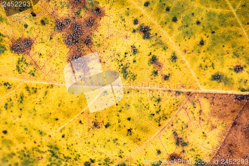 Image of Texture of the yellow sheet