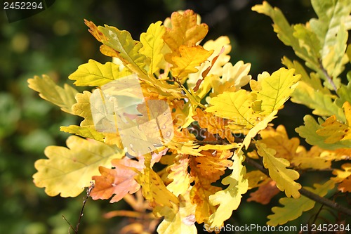 Image of Beautiful yellow leaves of oak