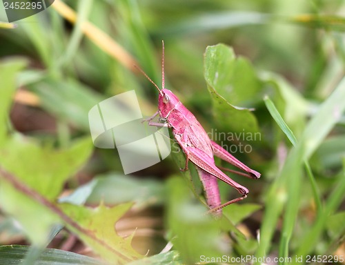 Image of Pink grasshopper in the grass