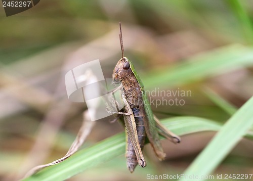 Image of Brown grasshopper sits in the grass