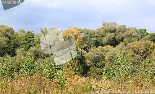 Image of Autumn forest