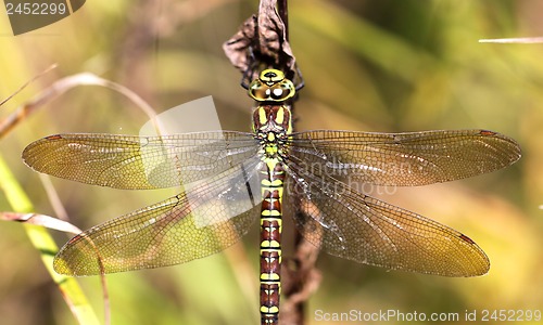 Image of Dragonfly on a blade of grass