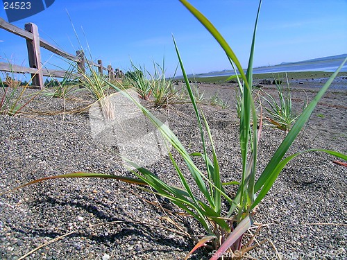 Image of Beach Grass