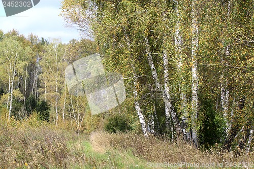 Image of Green birch tree in the forest
