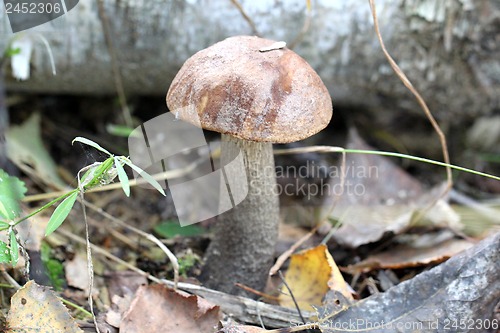 Image of boletus mushroom in the forest