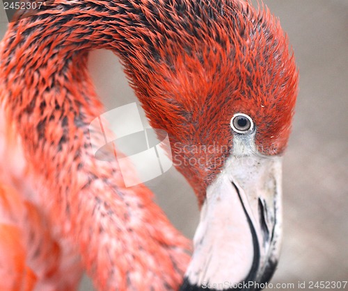 Image of flamingos