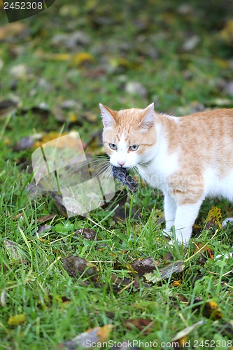 Image of Cat caught the mouse