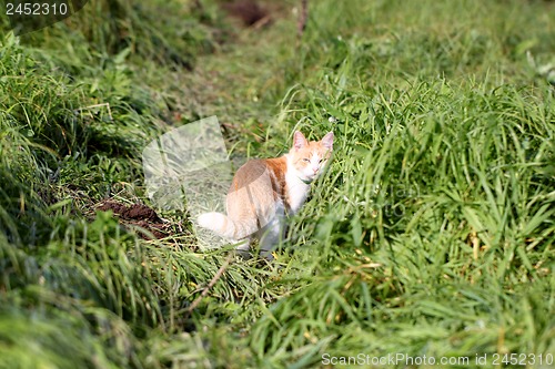 Image of Cat standing in green grass