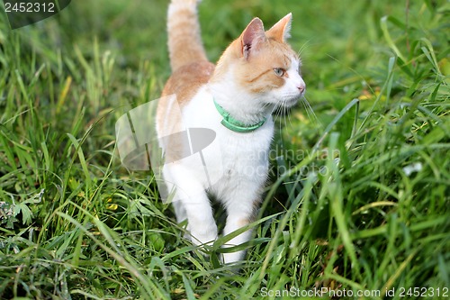 Image of Cat standing in green grass