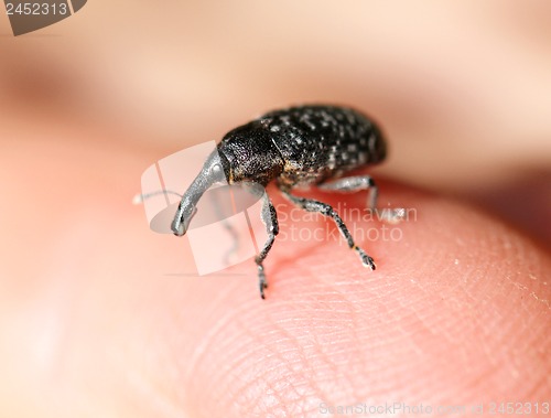 Image of elephant beetle