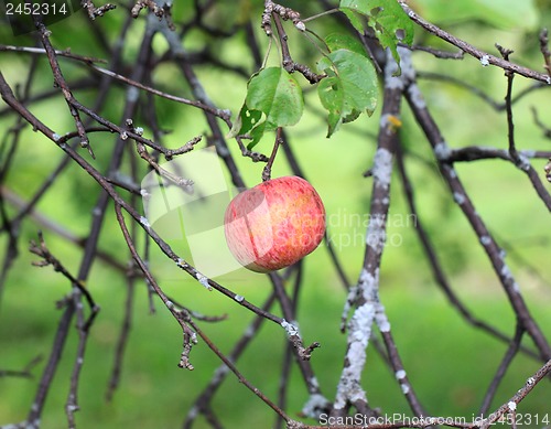 Image of Apple hanging on a tree
