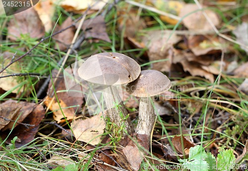 Image of Two boletus mushroom in the forest