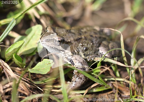 Image of Brown toad in the woods