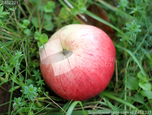 Image of Red apple lying on the grass
