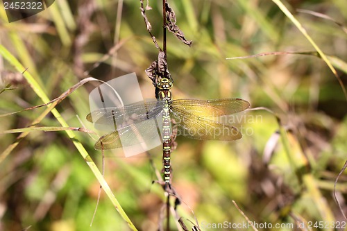 Image of Dragonfly on a blade of grass