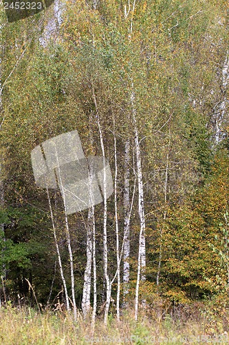 Image of Birch trees in forest